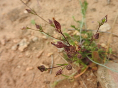 Silene sclerocarpa