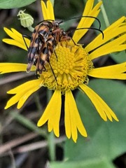 Strangalia sexnotata
