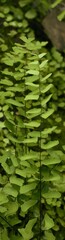 Adiantum philippense