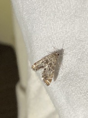 Petrophila confusalis