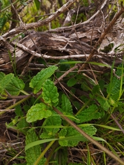 Stachys grandidentata