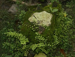 Adiantum philippense