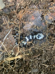 Ambystoma opacum