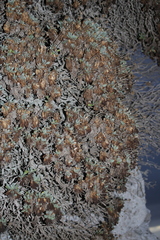 Lomelosia variifolia