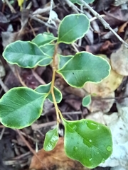 Sideroxylon obovatum