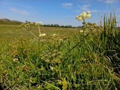Cnidium dauricum