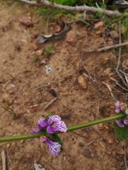 Stachys grandidentata