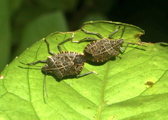 Cappaea taprobanensis