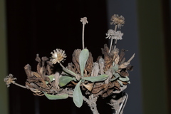 Lomelosia variifolia