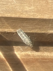 Scrobipalpa ocellatella