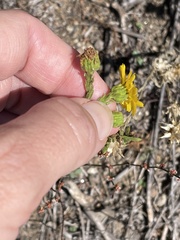 Deinandra floribunda