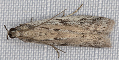 Phycitodes mucidella