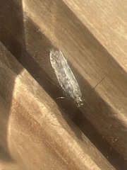 Scrobipalpa ocellatella