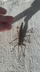 Anisomorpha buprestoides