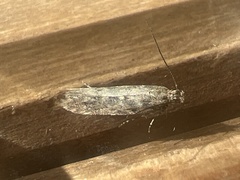 Scrobipalpa ocellatella
