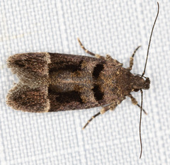 Pseudochelaria manzanitae
