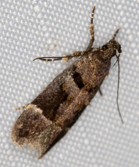 Pseudochelaria manzanitae