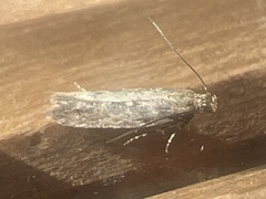 Scrobipalpa ocellatella