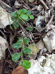 Sideroxylon obovatum