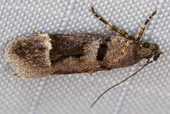 Pseudochelaria manzanitae