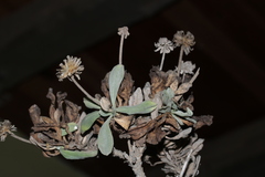 Lomelosia variifolia