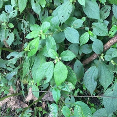 Boehmeria pilosiuscula