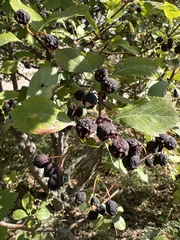 Crataegus douglasii