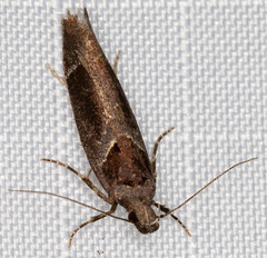 Pseudochelaria scabrella