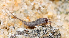 Meinertellidae