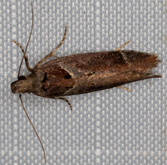 Pseudochelaria scabrella