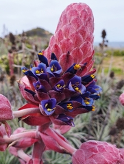 Puya venusta