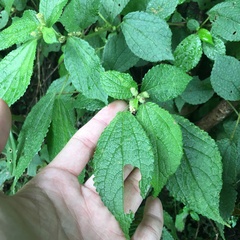 Boehmeria pilosiuscula