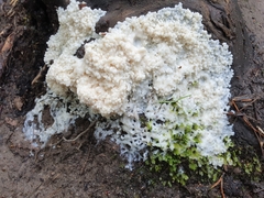 Brefeldia maxima