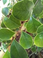 Sideroxylon obovatum