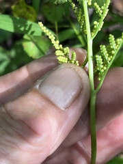 Sceptridium biternatum