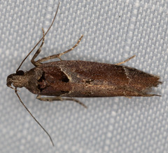 Pseudochelaria scabrella