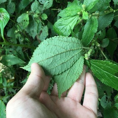 Boehmeria pilosiuscula