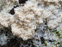 Brefeldia maxima