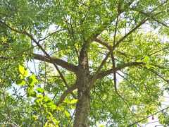 Ceiba speciosa