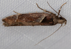 Pseudochelaria scabrella