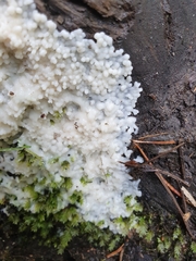 Brefeldia maxima