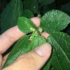 Boehmeria pilosiuscula