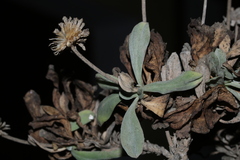 Lomelosia variifolia
