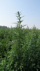 Cannabis sativa spontanea