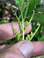 Sceptridium biternatum