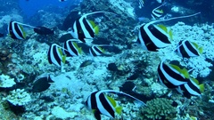 Heniochus diphreutes