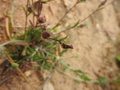 Silene sclerocarpa