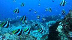 Heniochus diphreutes