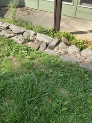 Alectoris chukar chukar