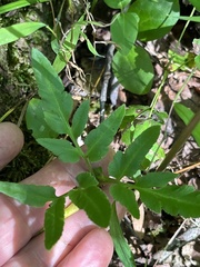 Sceptridium biternatum